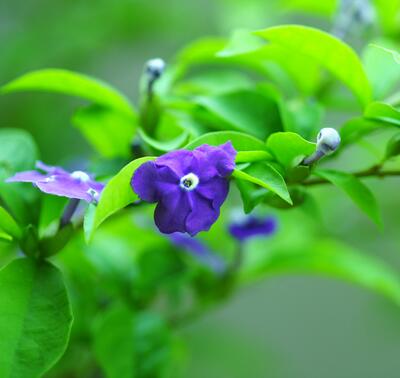  鴛鴦茉莉部分葉子發黃是何原因？小編一一說【圖】