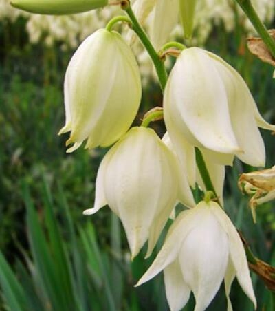 鳳尾蘭和劍麻區別？鳳尾蘭的花語【圖】