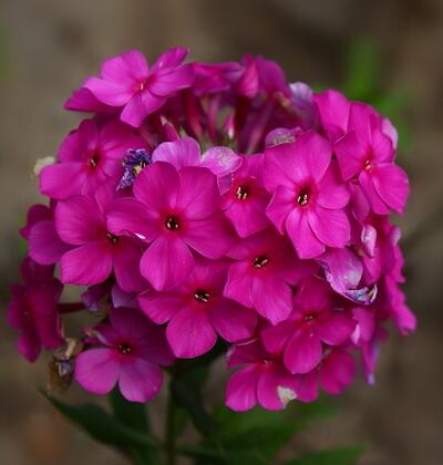 福祿考的花語？福祿考的圖片【圖】