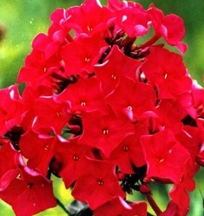 福祿考的花語？福祿考的圖片【圖】