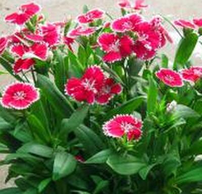 你知道福祿考的藥用價值嗎？附福祿考的栽培技術(shù)【圖】