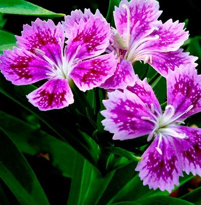 你知道福祿考的藥用價值嗎？附福祿考的栽培技術(shù)【圖】