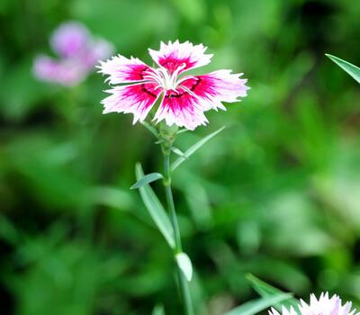 你知道福祿考的藥用價值嗎？附福祿考的栽培技術(shù)【圖】