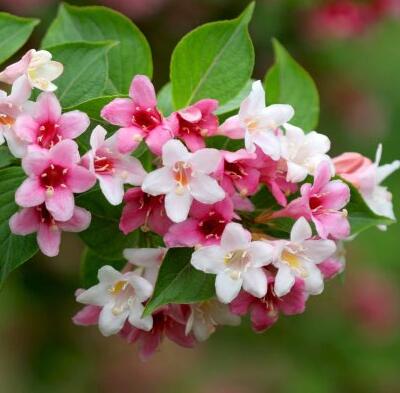 海仙花和錦帶花的區別？錦帶花花語【圖】