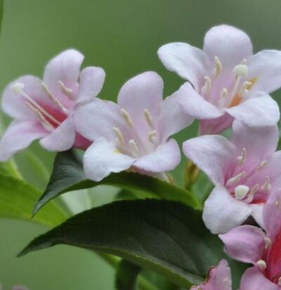 海仙花和錦帶花的區別？錦帶花花語【圖】