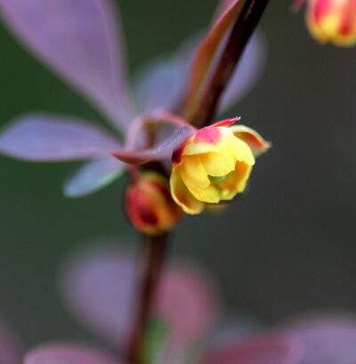 小檗的花期？小檗的價(jià)值【圖】