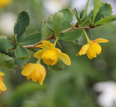 小檗的花期？小檗的價(jià)值【圖】