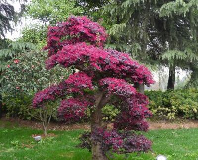 紅花檵木的病蟲防治？紅花檵木的圖片【圖】