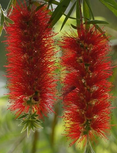 紅千層的栽培技術？紅千層的病害防治【圖】