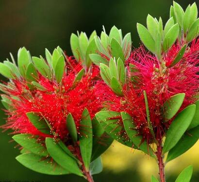 紅千層的栽培技術？紅千層的病害防治【圖】