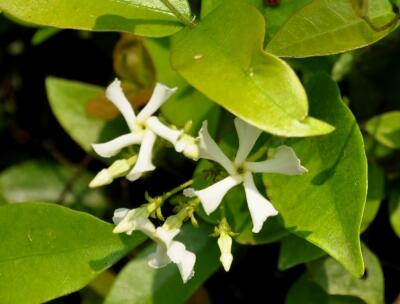 絡(luò)石藤的功效與作用？絡(luò)石藤的用藥禁忌【圖】