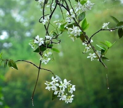 絡(luò)石藤的功效與作用？絡(luò)石藤的用藥禁忌【圖】