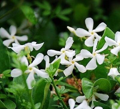 絡(luò)石藤的功效與作用？絡(luò)石藤的用藥禁忌【圖】