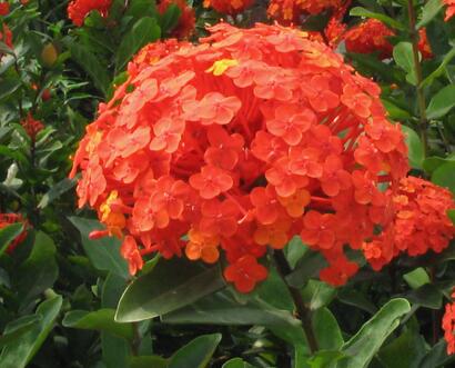 龍船花冬天葉子掉光了？怎么破【圖】