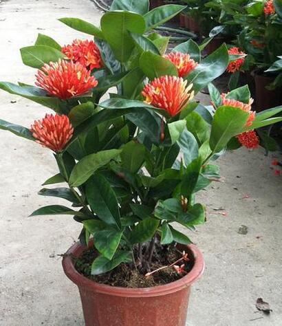 龍船花冬天葉子掉光了？怎么破【圖】