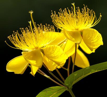 金絲桃的栽培技術？金絲桃的觀賞價值【圖】