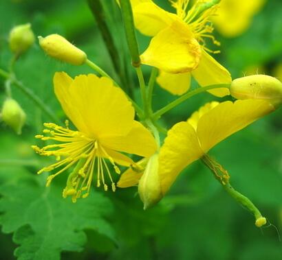 金絲桃的栽培技術？金絲桃的觀賞價值【圖】