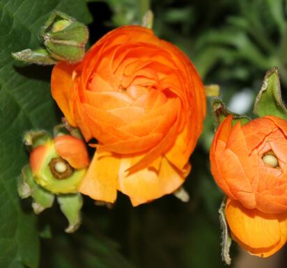 花毛茛種植方法？花毛茛的養(yǎng)護(hù)注意事項【圖】