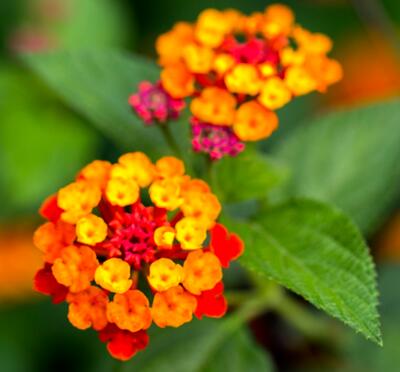 五色梅冬天怎么防凍防寒？十年經(jīng)驗(yàn)告訴你！【圖】