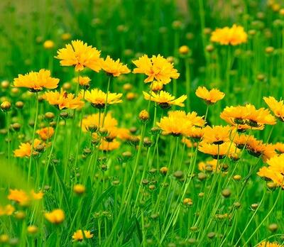 金雞菊的花語？金雞菊的繁殖方法【圖】