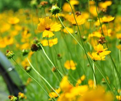 金雞菊的花語？金雞菊的繁殖方法【圖】