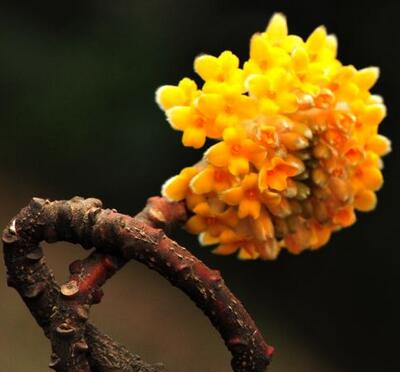 為什么給結香打結？小編給您說道說道【圖】