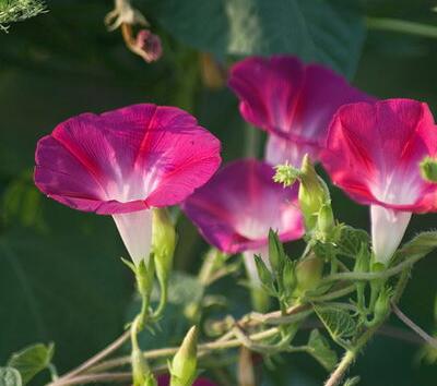牽牛的繁殖方法？牽牛的物種分類【圖】