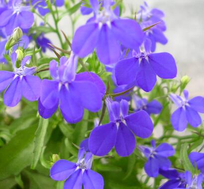 六倍利的栽培技術(shù)？六倍利的藥用價(jià)值【圖】