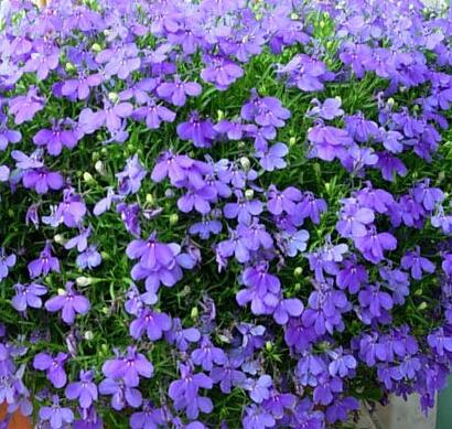 六倍利的栽培技術(shù)？六倍利的藥用價(jià)值【圖】