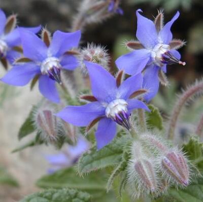 琉璃苣的花語？琉璃苣的功效【圖】