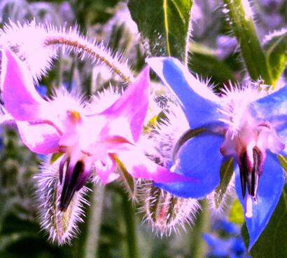 琉璃苣的花語？琉璃苣的功效【圖】