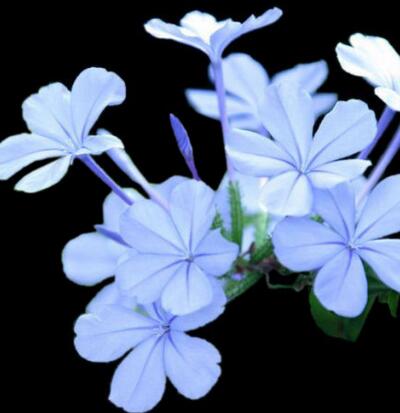 藍雪花怎么養？藍雪花的圖片【圖】