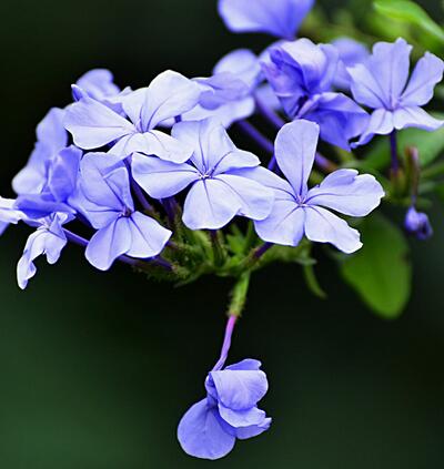 藍雪花怎么養？藍雪花的圖片【圖】