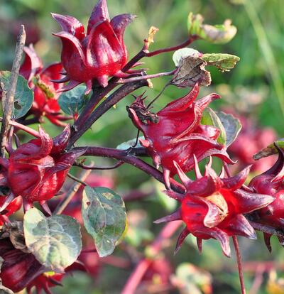洛神花能減肥嗎？洛神花食用正確的方法【圖】
