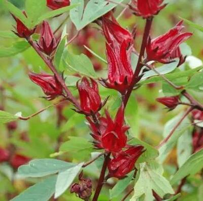 洛神花能減肥嗎？洛神花食用正確的方法【圖】