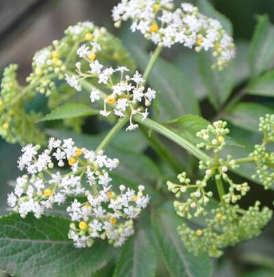 中藥有奇效!跌打損傷就用接骨草【圖】