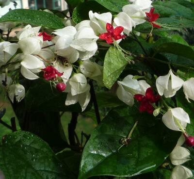 龍吐珠的寓意？龍吐珠有沒有毒？【圖】