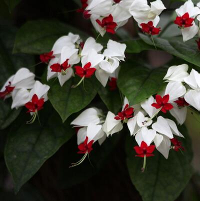 龍吐珠的寓意？龍吐珠有沒有毒？【圖】