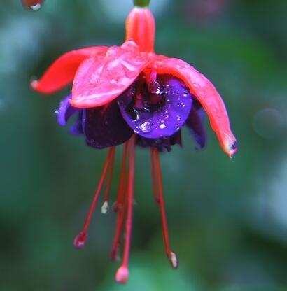 吊鐘花的藥用價值？吊鐘花的圖片欣賞【圖】
