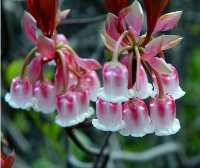 吊鐘花的藥用價值？吊鐘花的圖片欣賞【圖】