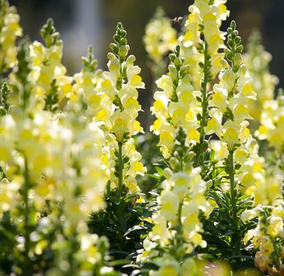 金魚草的花語？金魚草插花圖片？【圖】