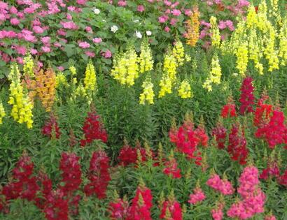 金魚草的花語？金魚草插花圖片？【圖】