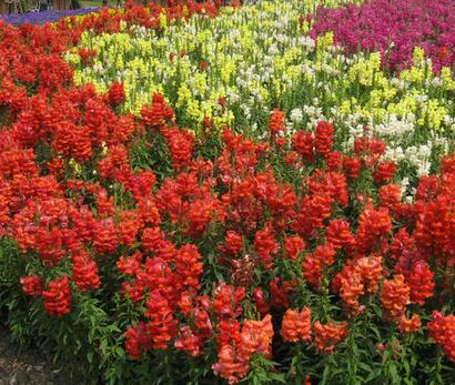 金魚草的花語？金魚草插花圖片？【圖】