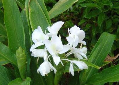 姜花的花語？姜花有毒嗎？【圖】