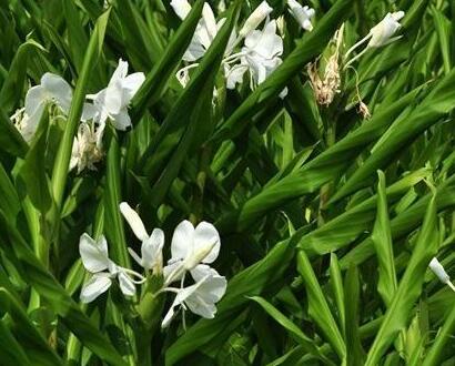 姜花的花語？姜花有毒嗎？【圖】