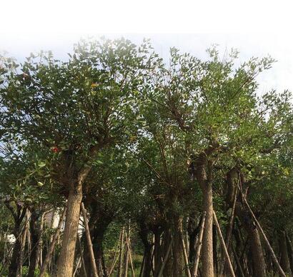 【如何養好雞冠刺桐】小編給您說道說道！