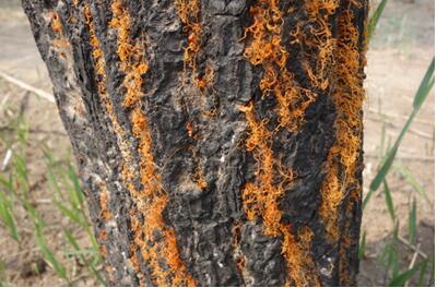 【如何養好雞冠刺桐】小編給您說道說道！