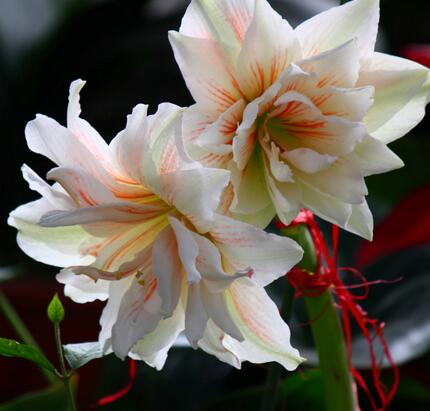 【朱頂紅有毒嗎】今天小編給您講解一下！