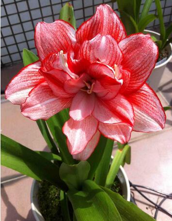 【朱頂紅有毒嗎】今天小編給您講解一下！