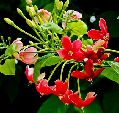 【使君子最有效的驅(qū)蛔藥】純天然驅(qū)蛔藥你知道嗎？